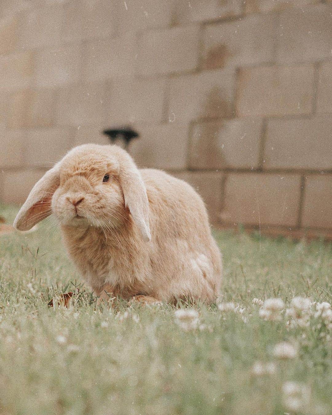 W E Y L I Eのインスタグラム：「Miso wishes you a hoppy day 🐰🌸」