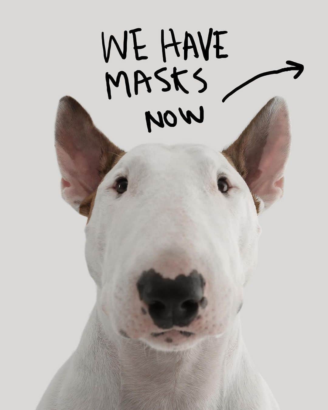 ラファエルのインスタグラム：「WE MADE THEM!!! SLIDE LEFT 👈🏻 . I will donate 50% of the profit to my beloved NGO @amparanimal that help more than 10.000 sheltered dogs monthly. LINK IS ON MY BIO . . GALERA DO BR,  to ainda atras de alguem que consiga produzir, distribuir e tope dar parte do lucro pra @amparanimal .」