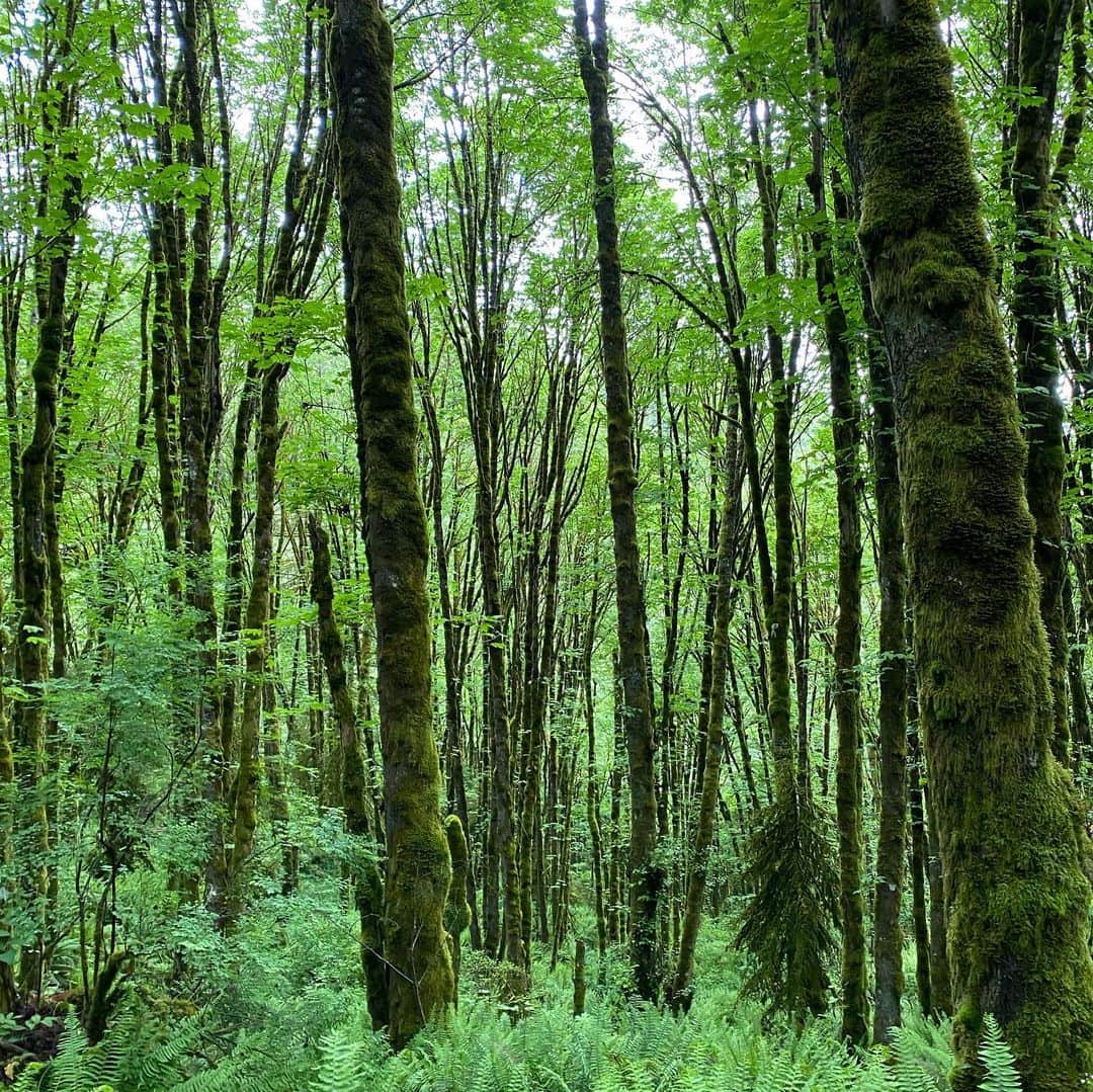 大迫傑さんのインスタグラム写真 - (大迫傑Instagram)「森はとても静か。 このpeacefulな中を走ると、はっと、気付く事多い。  #トレラン　#森林浴　#meditation」5月18日 7時02分 - suguru_osako