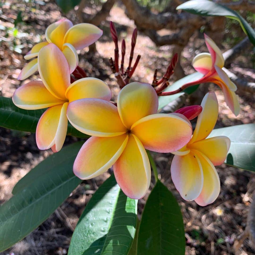 飯島寛子さんのインスタグラム写真 - (飯島寛子Instagram)「プルメリアの花言葉は「beauty(美)」「charm(魅力)」「grace(しとやか、上品)」ですって素敵💕 #studiorimhawaii @reikotrogers  #kokocraterbotanicalgarden #ハワイ暮らし　#プルメリア」5月18日 7時24分 - hirokoiijima