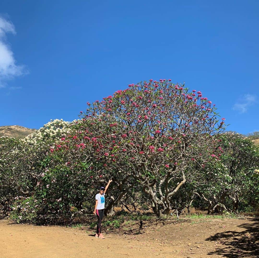 飯島寛子さんのインスタグラム写真 - (飯島寛子Instagram)「プルメリアの花言葉は「beauty(美)」「charm(魅力)」「grace(しとやか、上品)」ですって素敵💕 #studiorimhawaii @reikotrogers  #kokocraterbotanicalgarden #ハワイ暮らし　#プルメリア」5月18日 7時24分 - hirokoiijima