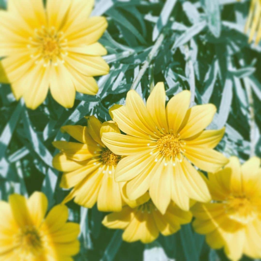 中野敬久さんのインスタグラム写真 - (中野敬久Instagram)「#flowers #flowersoflife #yellow #blossom #hope」5月18日 7時27分 - hirohisanakano