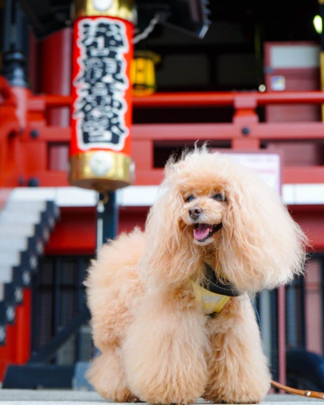 Toypoodle Mikuru?Asakusa Tokyoのインスタグラム：「20200518 Monday. Good morning! Friends 💞 浅草寺、毎月18日は御縁日の日です。 仲見世通りの提灯も掛け替えられますよ。 みきゅるんは、観音堂下の提灯にてSmile😄 . 今日は、コロナが収束して終息へ...をお願いしました みきゅるんなのでした🙏🏻 もちろんオニク🍖貰えますように✨も忘れてませんよ😂 . #浅草寺 #御縁日 #お願いみくるん」
