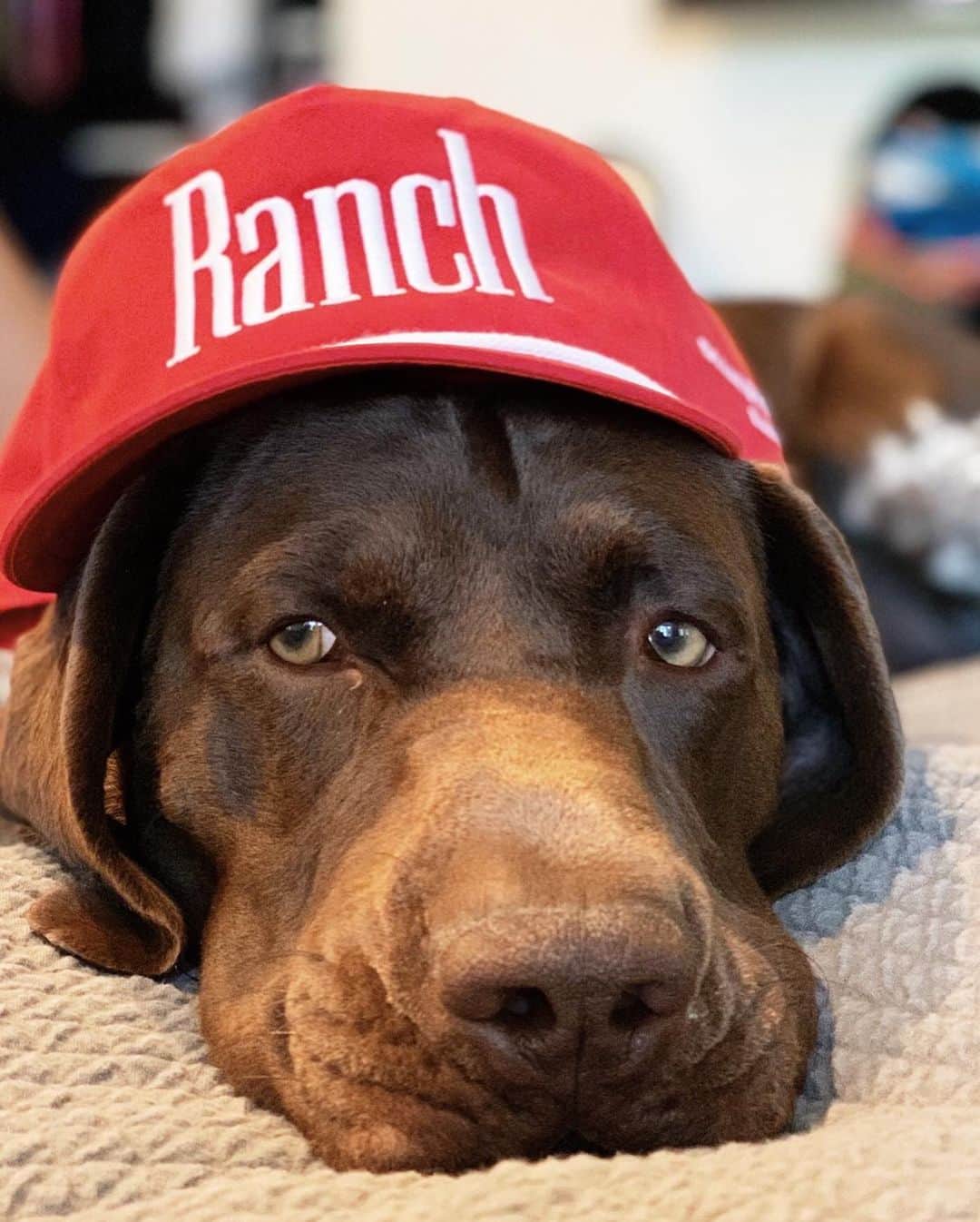 アダム・センさんのインスタグラム写真 - (アダム・センInstagram)「Tex, Ranch dog for life!  @diamondcrossranch」5月18日 8時09分 - adamsenn