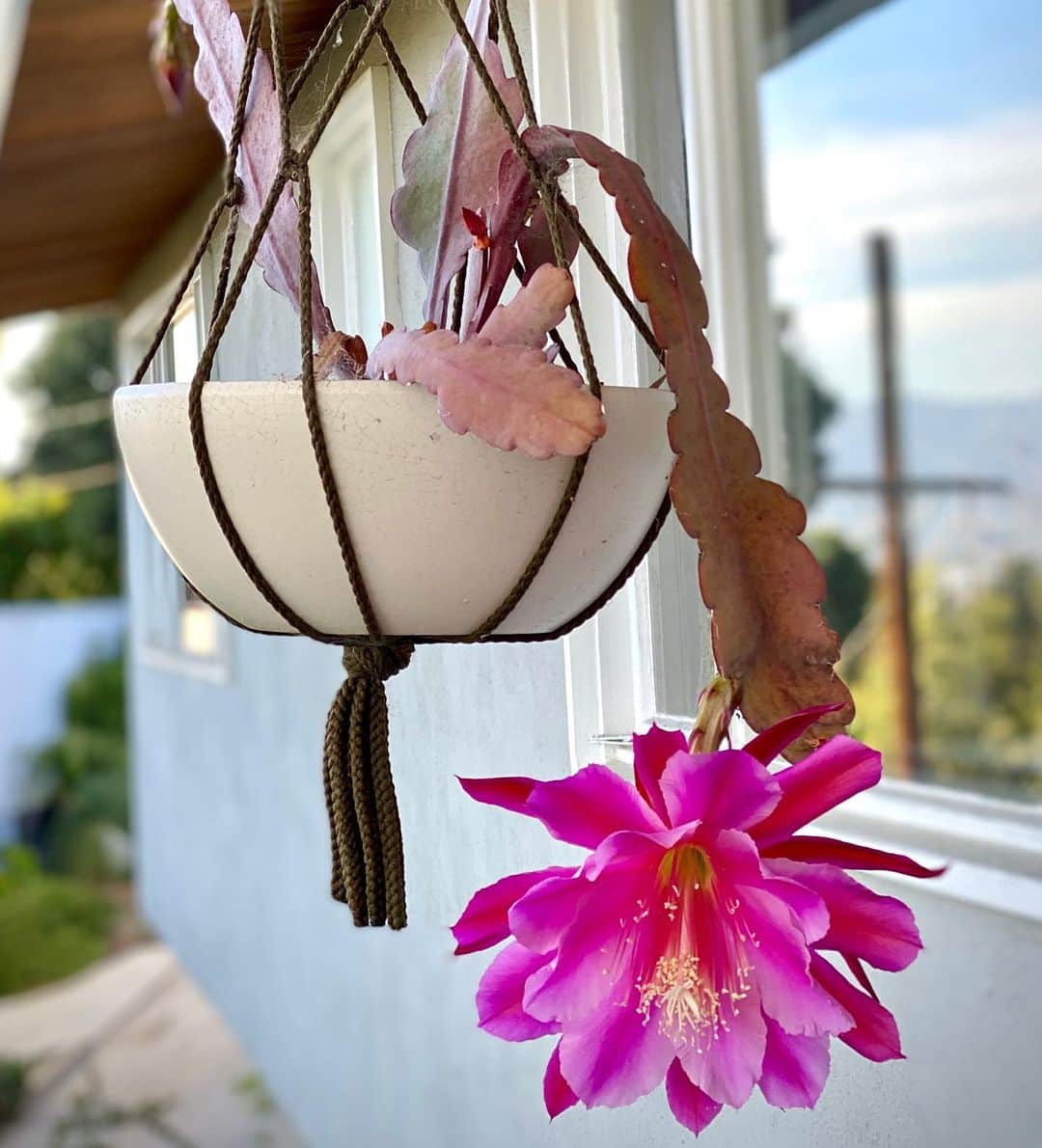 ダミアン･クーラッシュのインスタグラム：「My cacti haven’t gotten the memo about the pandemic. (Part 1) #CACTUS-19」