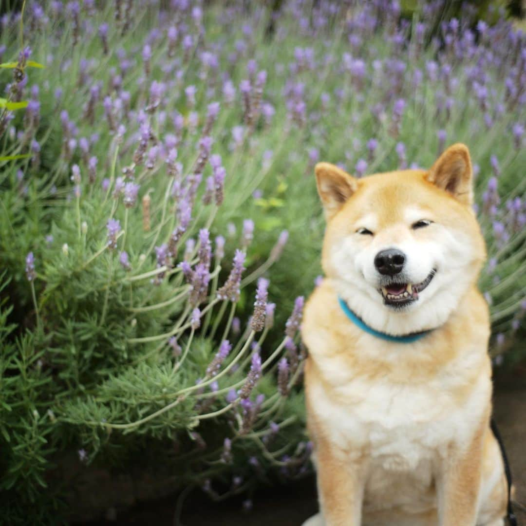 まる（まるたろう）さんのインスタグラム写真 - (まる（まるたろう）Instagram)「Good morning!✨🐶✨おはまる〜！5月は早くも後半戦！油断せずに気合入れて頑張ろうね #油断大敵火がボーボー  #って言うよね #ボーボーってなんや🤔 #月曜日は笑顔で頑張る日」5月18日 9時40分 - marutaro