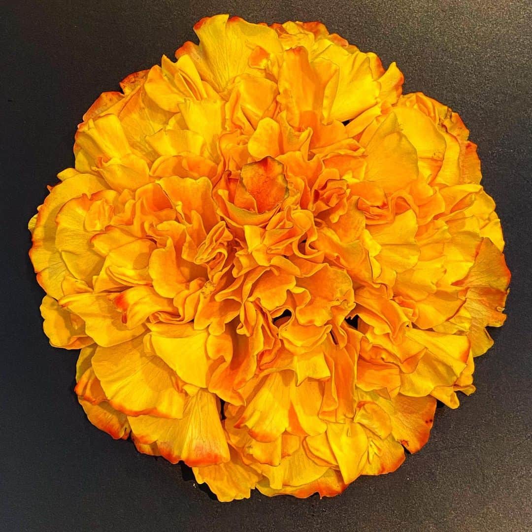 ニコライ・バーグマン・フラワーズ＆デザインさんのインスタグラム写真 - (ニコライ・バーグマン・フラワーズ＆デザインInstagram)「Arranged Rose petals 🧡#rosepetals #nicolaibergmann #flowerartist #ニコライバーグマン #バラー」5月18日 20時32分 - nicolaibergmann
