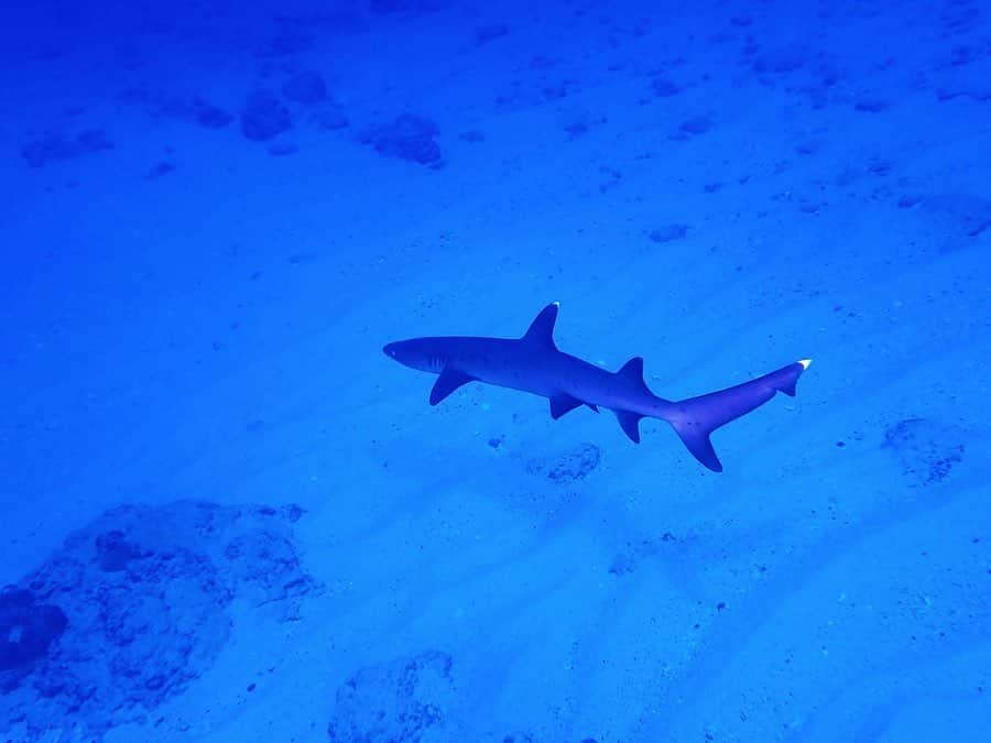 塚本美玲さんのインスタグラム写真 - (塚本美玲Instagram)「海行きたいな🦈 ダイビングの時の🤿﻿ この日サメにもカメにも会えた🐢 ﻿ ﻿ ﻿ ﻿ ﻿ ﻿ #diving#diver#sea#shark#turtle#沖縄#ダイビング#サメ#カメ」5月18日 19時20分 - mire_nyan