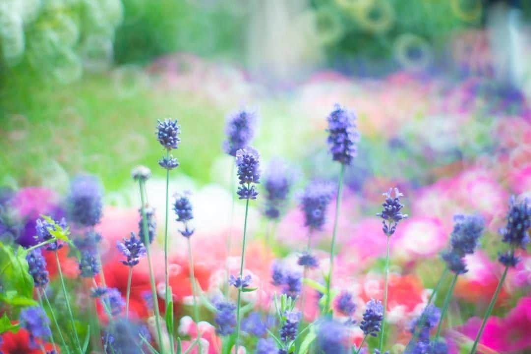 花の写真館のインスタグラム：「Photo by @aruarualtezza.⠀ https://instagram.com/aruarualtezza/⠀ .⠀ Original Post[投稿いただいたURL]⠀ https://www.instagram.com/p/ByXfktAgkL-/⠀ .⠀ 本アカウントは、 #私の花の写真 をつけてInstagramに投稿された皆さまの花の写真や、「花の写真館」Facebookページで投稿された花の写真を紹介します。⠀ 「花の写真館」Facebookページは、「 @floral.photograph 」のプロフィールにあるURLからご覧ください。⠀ .⠀ ※日本政府により緊急事態宣言が発令されました。 皆様、政府、自治体など公的機関の指示に従った行動をお願いします。⠀ 東京カメラ部および分室では、写真を「見る楽しみ」を提供することを通して、微力ながら皆様にわずかな時間でも癒しをお届けしたいと思っております。⠀ ※本アカウントは東京カメラ部がFacebook、Instagramのサービスを利用して運営しているもので、Facebook社・Instagramとは一切関係ありません。⠀ .⠀ #花の写真館 #floralphotograph #floralphoto #flower #flowers⠀ Follow: @floral.photograph」