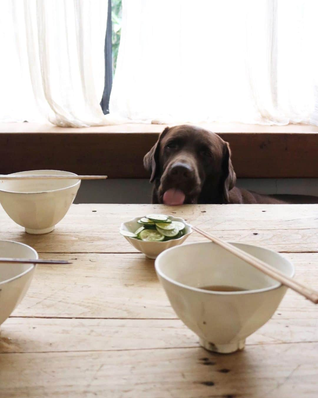 masakiさんのインスタグラム写真 - (masakiInstagram)「冷やかけすだち蕎麦の会 オラ蕎麦はちっとも茹であがってこねな🙄 かーちゃん念入りに茹ででるんだべなー♡ テーブル拭いて待ってるだよ。」5月18日 19時28分 - mogurapicassowols