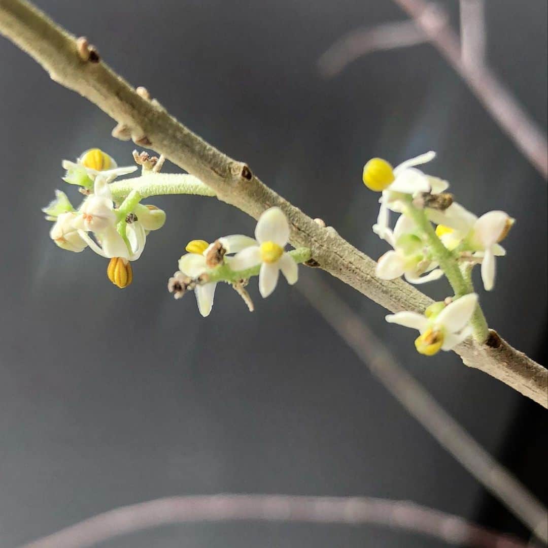 前田彩名さんのインスタグラム写真 - (前田彩名Instagram)「#オリーブ の木を育てて4年目🌿 初めて花が咲きました( °_° )！ 白くて小さな、かわいい花！嬉しい🙌。 今年は新芽も多いし、期待していいかな。 植え替えしてあげたら良かったなぁ〜。 健康に育ちますように！  あ、最後は我が家の #だいごこばち こちらも新芽がワサワサ🌱  今ベランダには植木鉢２つ。 もうひとつ何か育てたい欲が出てきました。 野菜はすぐ失敗するの分かってるから、 (ナメクジ大嫌い💔) オリーブをもう一本か、 はたまた大好きなモンステラか。 でもベランダで育てやすい子がいいな🤔」5月18日 19時46分 - ayana.maeda