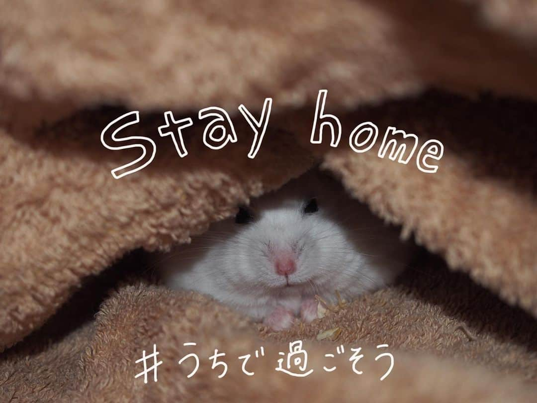 kuroのインスタグラム：「. . まだまだ油断しちゃいけないね ボクはstay home 得意だよ☺︎ . . #stayhome #staysafe #うちで過ごそう #ハムスター #ハムスタグラム #小動物 #ふわもこ部 #もふもふ #画像みてるだけで幸せ #hamster #hamsterlove . . 2020.5.18 ☁︎☔︎ .」