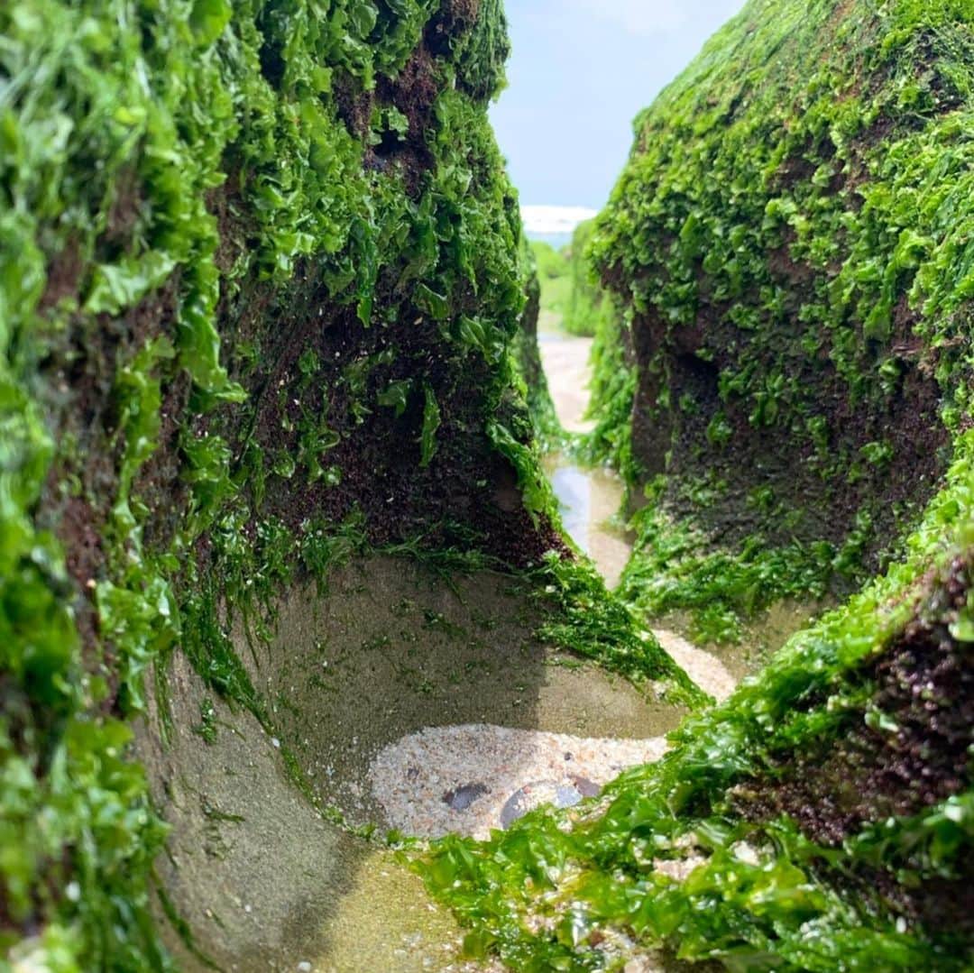 煌月爽矢さんのインスタグラム写真 - (煌月爽矢Instagram)「.﻿ .﻿ 3.4.5枚目、ディスカバリーチャンネルみたい！！﻿ ﻿ ﻿ ﻿ ﻿ ここは台湾の最北端にある#老梅綠石槽　という海岸だよ(*´ｪ｀*)﻿ ﻿ 4月からこの時期にかけて、緑の藻が海岸を覆い尽くしていて他では見られない景色が見られます♩﻿ ﻿ ﻿ 日本ではここ最近、海に行くといえば船の上での釣りだったから…﻿ 久しぶりの波打ち際も気持ちいいなー。﻿ ﻿ ﻿ #台湾﻿ #台湾生活﻿ #ずーっとお気に入りの #エビアン  #Tシャツ ﻿ 我的朋友帶我去老梅綠石槽♡﻿ 那邊的風景很特別！！！﻿ 我聽說本來那天來颱風﻿ 可是！沒想到颱風消失了😂﻿ 所以我們看得到又大又漂亮的彩虹☺️👍﻿ 很幸運👍」5月18日 19時58分 - nakahara.yuuki
