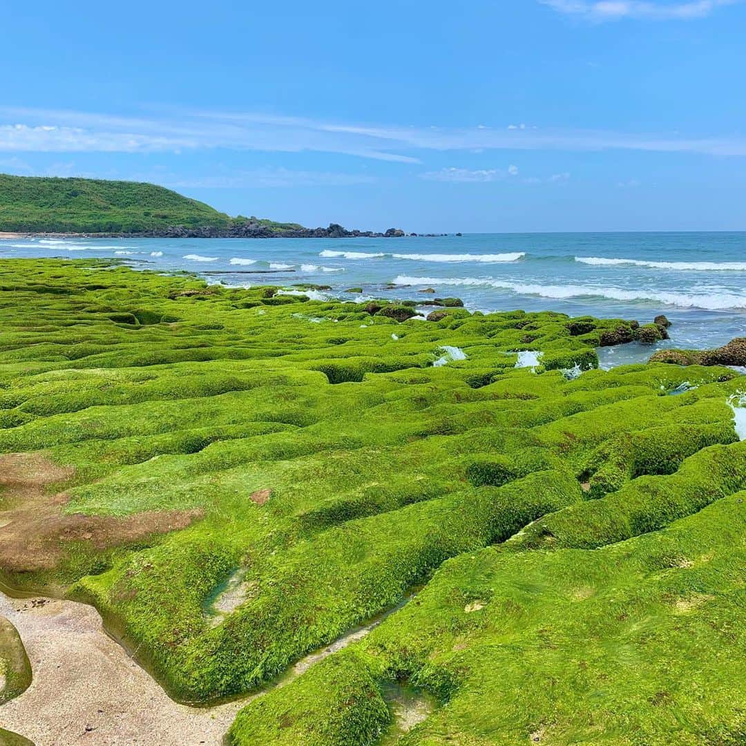 煌月爽矢さんのインスタグラム写真 - (煌月爽矢Instagram)「.﻿ .﻿ 3.4.5枚目、ディスカバリーチャンネルみたい！！﻿ ﻿ ﻿ ﻿ ﻿ ここは台湾の最北端にある#老梅綠石槽　という海岸だよ(*´ｪ｀*)﻿ ﻿ 4月からこの時期にかけて、緑の藻が海岸を覆い尽くしていて他では見られない景色が見られます♩﻿ ﻿ ﻿ 日本ではここ最近、海に行くといえば船の上での釣りだったから…﻿ 久しぶりの波打ち際も気持ちいいなー。﻿ ﻿ ﻿ #台湾﻿ #台湾生活﻿ #ずーっとお気に入りの #エビアン  #Tシャツ ﻿ 我的朋友帶我去老梅綠石槽♡﻿ 那邊的風景很特別！！！﻿ 我聽說本來那天來颱風﻿ 可是！沒想到颱風消失了😂﻿ 所以我們看得到又大又漂亮的彩虹☺️👍﻿ 很幸運👍」5月18日 19時58分 - nakahara.yuuki