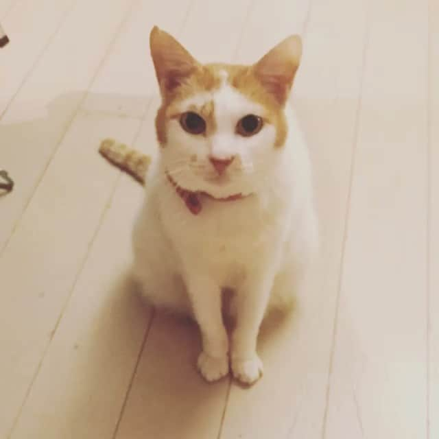 猫沢エミのインスタグラム