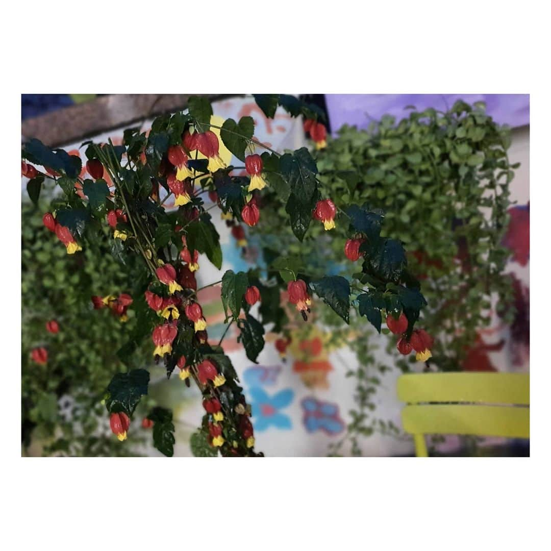 ソ・ユジンさんのインスタグラム写真 - (ソ・ユジンInstagram)「첫날부터 고생했어..... ㅜㅜ #아부틸론 🌿🥀」5月18日 20時00分 - yujin_so