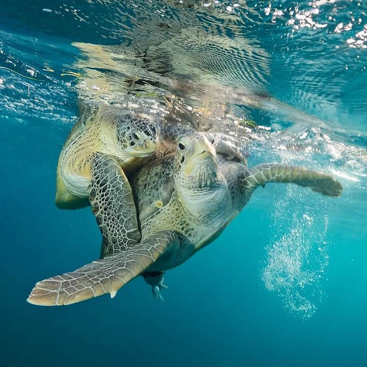 ナショナルジオグラフィックさんのインスタグラム写真 - (ナショナルジオグラフィックInstagram)「Photo by @BrianSkerry | Green sea turtles mate off Buck Island in St. Croix. These waters were protected as a U.S. National Monument by President Kennedy in 1961. Because of this and the work of the National Park Service, animals like sea turtles have rebounded, along with so many others in these important ecosystems. Follow @brianskerry for more photos and stories about ocean animals.  #seaturtles #stcroix #buckisland #conservation #marinereserves」5月18日 11時35分 - natgeo