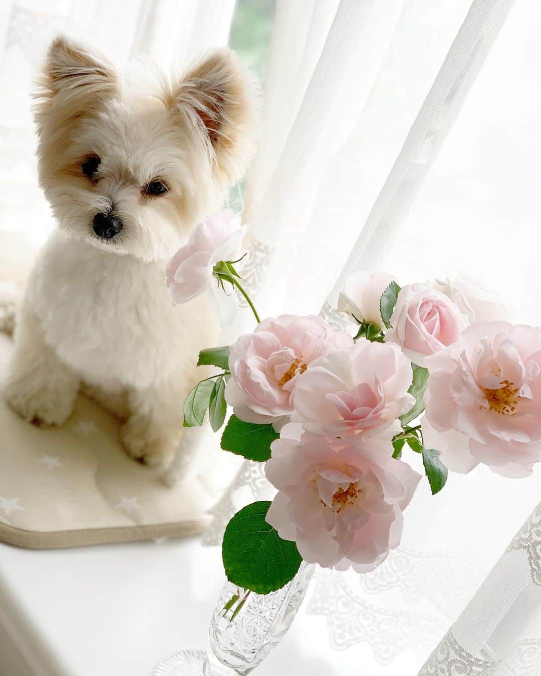 チャン・リーメイのインスタグラム：「薔薇の季節✨ ✴︎ 今年はこの、”名前を忘れた薔薇”今までまで1番花をつけてくれました☺️ ✴︎ なんで名前だったかな〜 ✴︎ 本当に思い出せずにいます😅 ✴︎ どなたかご存知の方いらしたら教えてください✨ ✴︎ 毎朝起きるのが楽しみ。 ✴︎ 切っても切ってもどんどん咲いてくれるので、お部屋の中も薔薇づくし🌹 ✴︎ はぁ、幸せ💓 ✴︎ #プチロザリアン　#ベランダでバラを育てる　#半日陰のベランダ　#roseseason  #花と犬シリーズ」