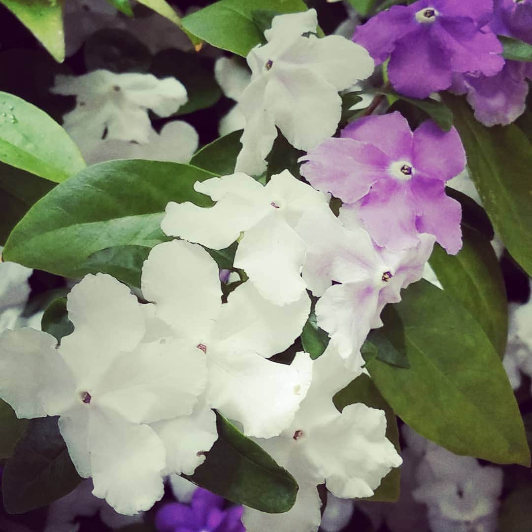 小錦千絵（TAUPOU）さんのインスタグラム写真 - (小錦千絵（TAUPOU）Instagram)「家の入り口に毎年咲いてくれるにおいばんまつり🌸🌼 通る度にこの香りに癒される( ^-^)ノ∠※。.:*:・'°☆ ・ ・ ・ ・ ・  #においばんまつり  #満開 #花 #Flower #香り #匂い #癒し #ステイホーム #stayhome #小錦八十吉 #小錦千絵 #小錦夫妻」5月18日 13時05分 - taupou52