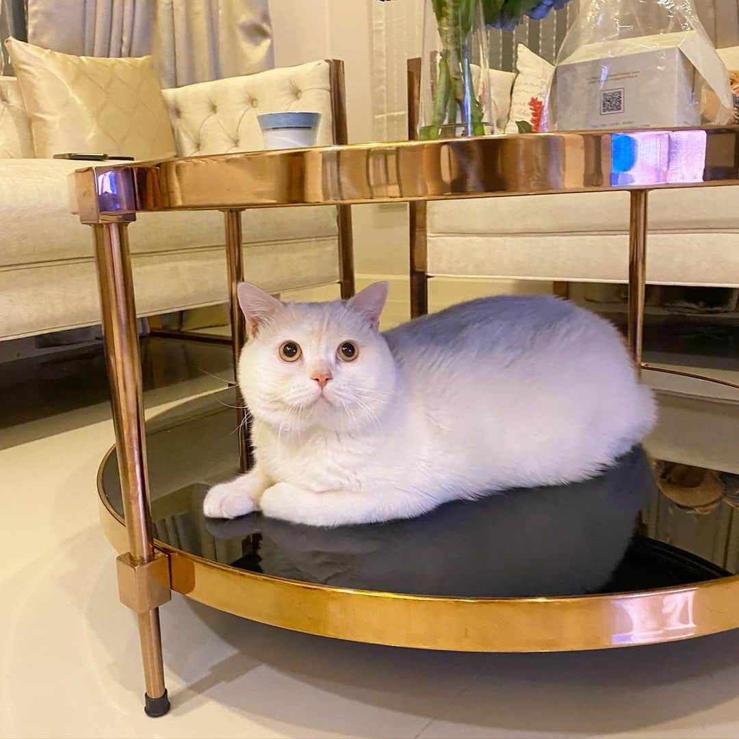 Haruのインスタグラム：「Cat loaf 🍞 or mochi 🍡」