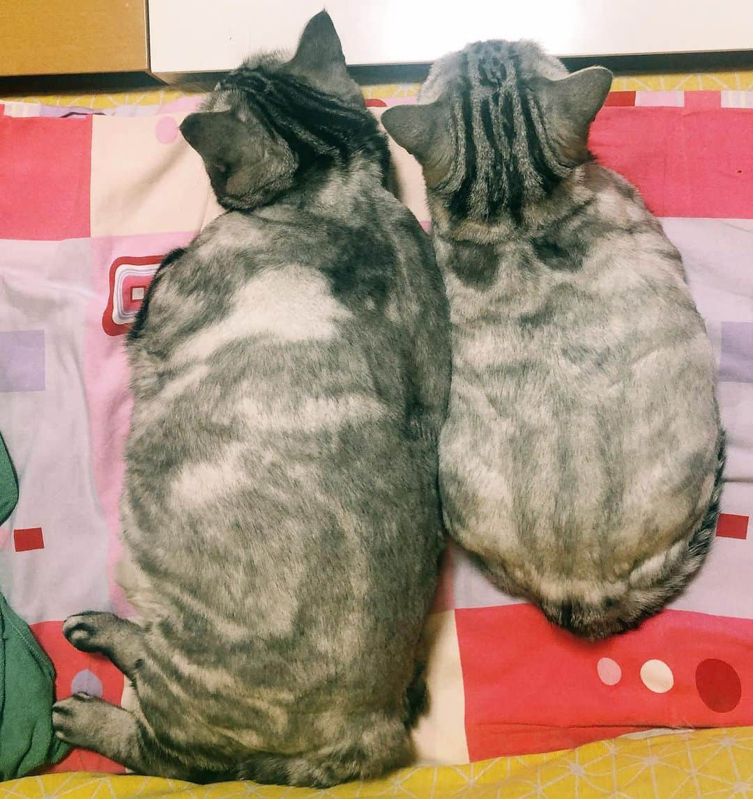 ルフさんのインスタグラム写真 - (ルフInstagram)「#luhu 7.5 years old & #barher  9 years old - - #cats #brothers #angels #adorable #lovely #familylove #summercats」5月18日 13時23分 - lanlan731