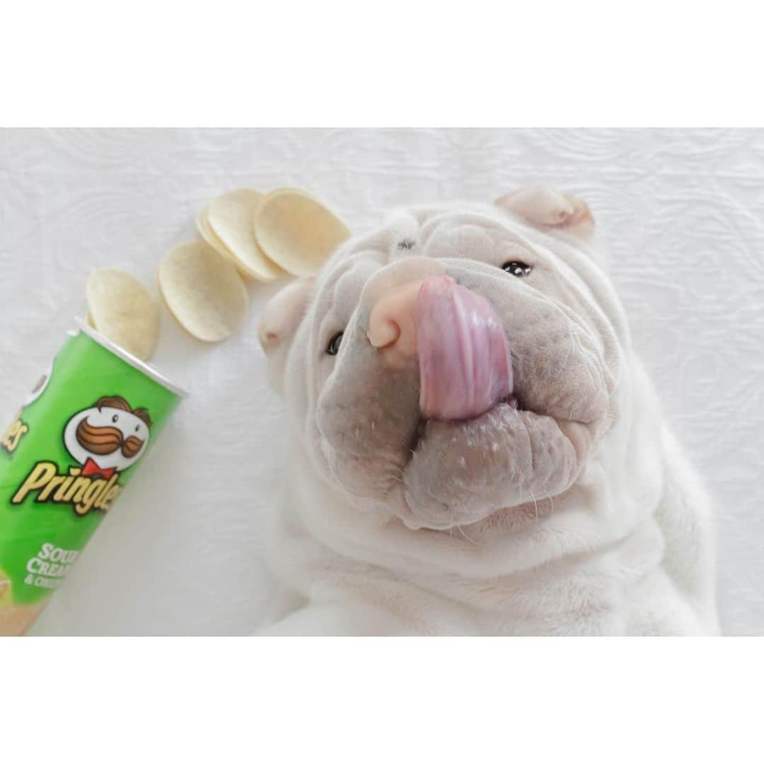 annie&pADdinGtoNさんのインスタグラム写真 - (annie&pADdinGtoNInstagram)「Once you pop, you can't stop #uhoh #chippies #nomnom #lambington #sharpei #sharpeisofinstagram #pringles #love #wrinkles #foodies #instagood #dog #dogs #dogsofinstagram #doggo #barked #cutepets #sharpeisoftheworld #sharpeioftheday #doggylove #iloveyoutothemoonandback」5月18日 13時31分 - anniepaddington