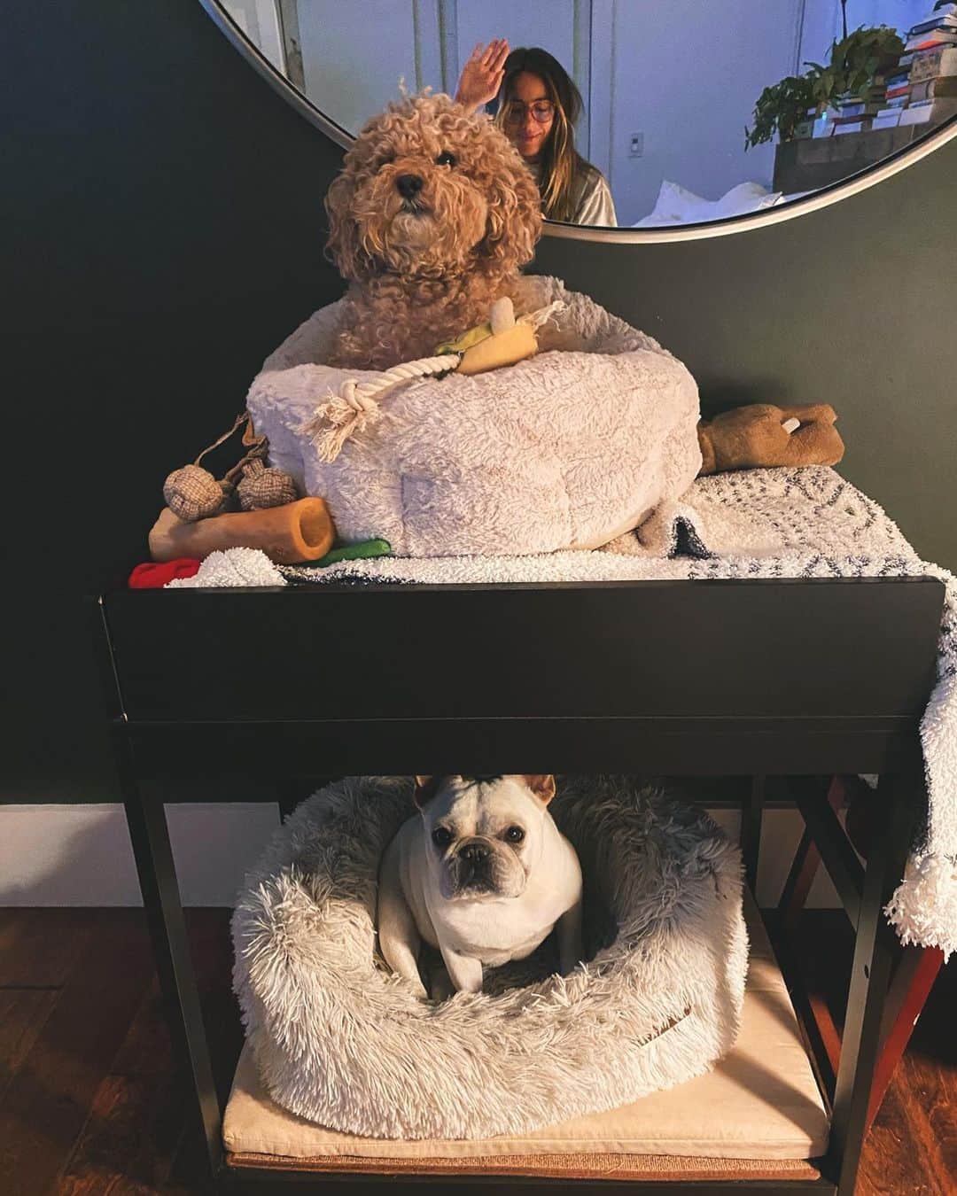 クロエ・ベネットのインスタグラム：「Throughout the day Arthur collects his toys, and hides them from wally on his top bunk. Then he sleeps with his paws touching them all night. Wally has yet to notice. Or care.」