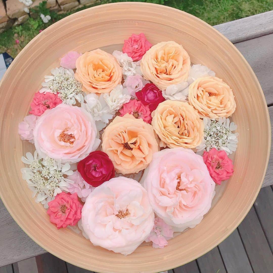 益子直美さんのインスタグラム写真 - (益子直美Instagram)「今日のバラ。  #おうち時間  #stayhome  #バラ  #オルラヤ  #garden  #gardening」5月18日 13時57分 - naomi.masuko
