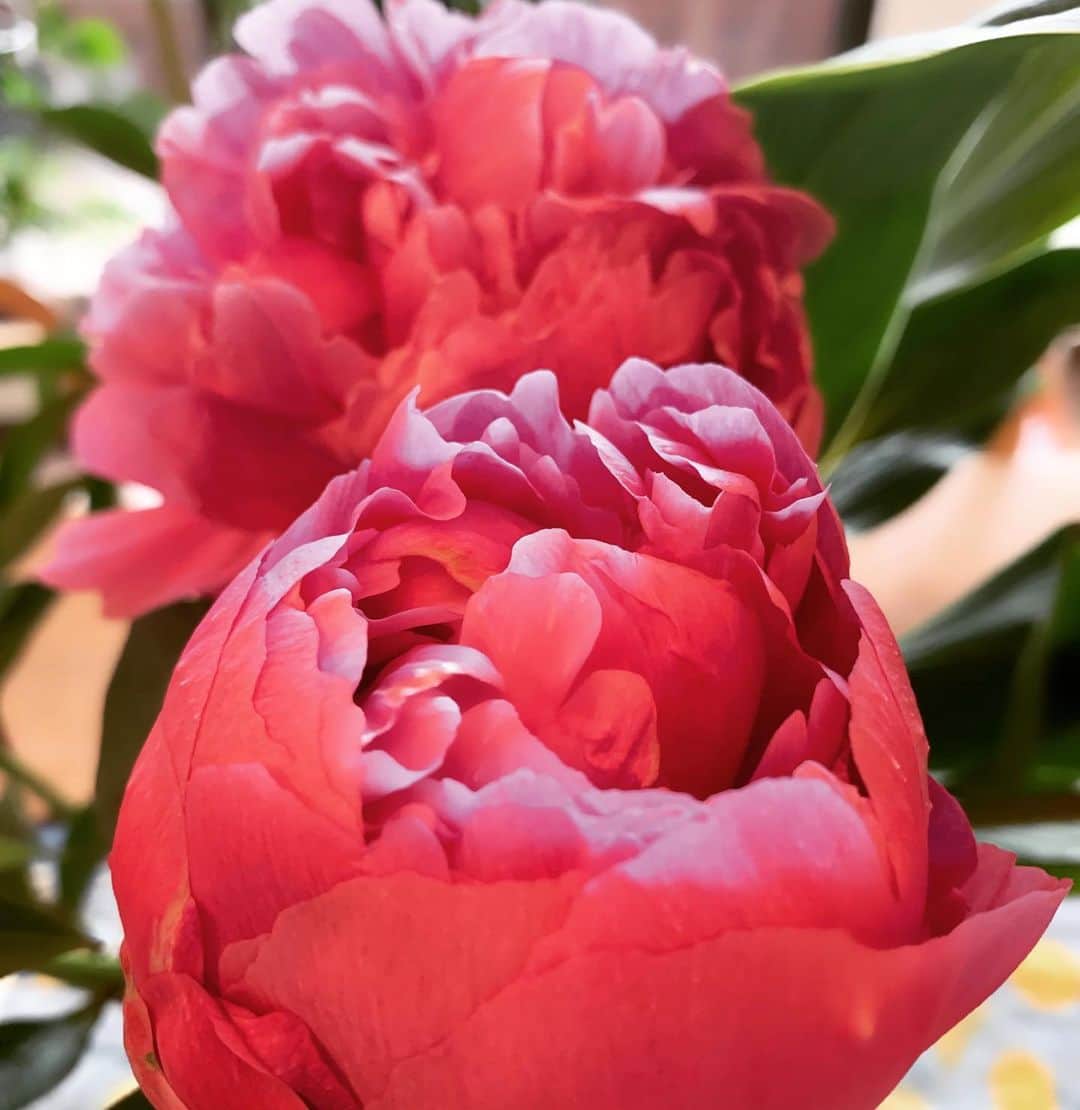 小林ひろ美さんのインスタグラム写真 - (小林ひろ美Instagram)「芍薬の花 コロンとした固い蕾も可愛らしくて、 幾重にも重なった花びらが次々開いていく。どの瞬間もどの角度もほんとよいっ！👍👍 ずーっと眺めていられます。 ※ #芍薬 #peony  #pivoine #flowers  #癒し」5月18日 14時07分 - hiromi_kobayashi__