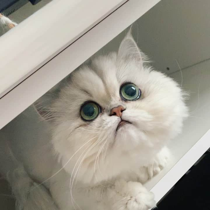 BeBeのインスタグラム：「lazy dazy🥺🥺#catshatemondays #cat #kitty #kittycat #meow #eyes #ilovecat #hubcats #catsofinstagram #kittensofinstagram #petsofinstagram #persiancat #bebechannel #kawaii #猫 #instacat #videooftheday #instamovie #ねこ」