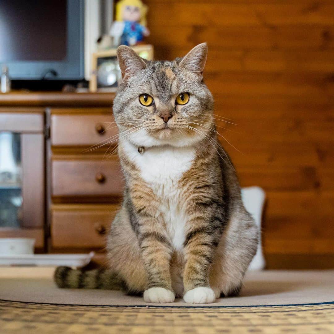マアルのインスタグラム：「ひまりさん #🐈 #北海道 #旭川市 #ペットシッター」