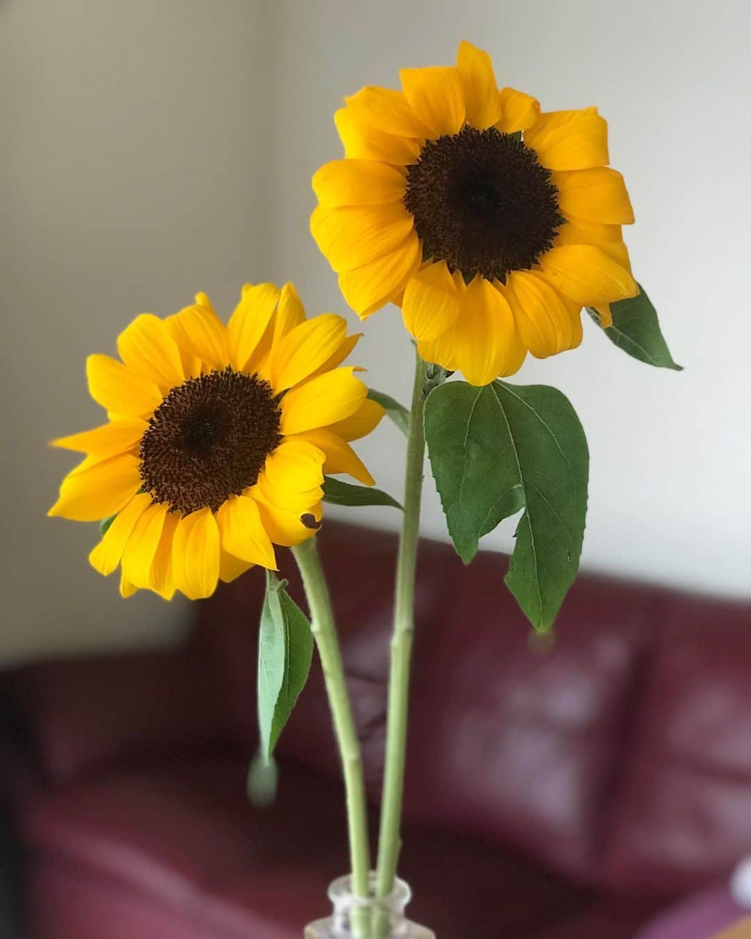 steady.さんのインスタグラム写真 - (steady.Instagram)「もうすっかり夏気分🌻🌻 在宅ワークの楽しみのひとつは、お家にお花を飾るようになったことです。  今日の東京は、向日葵の似合わない曇り空ですけどねー。  #steady #ステディ #雑誌ステディ #お花　#flower #ひまわり #sunflowers #おうち時間」5月18日 14時40分 - steady_tkj