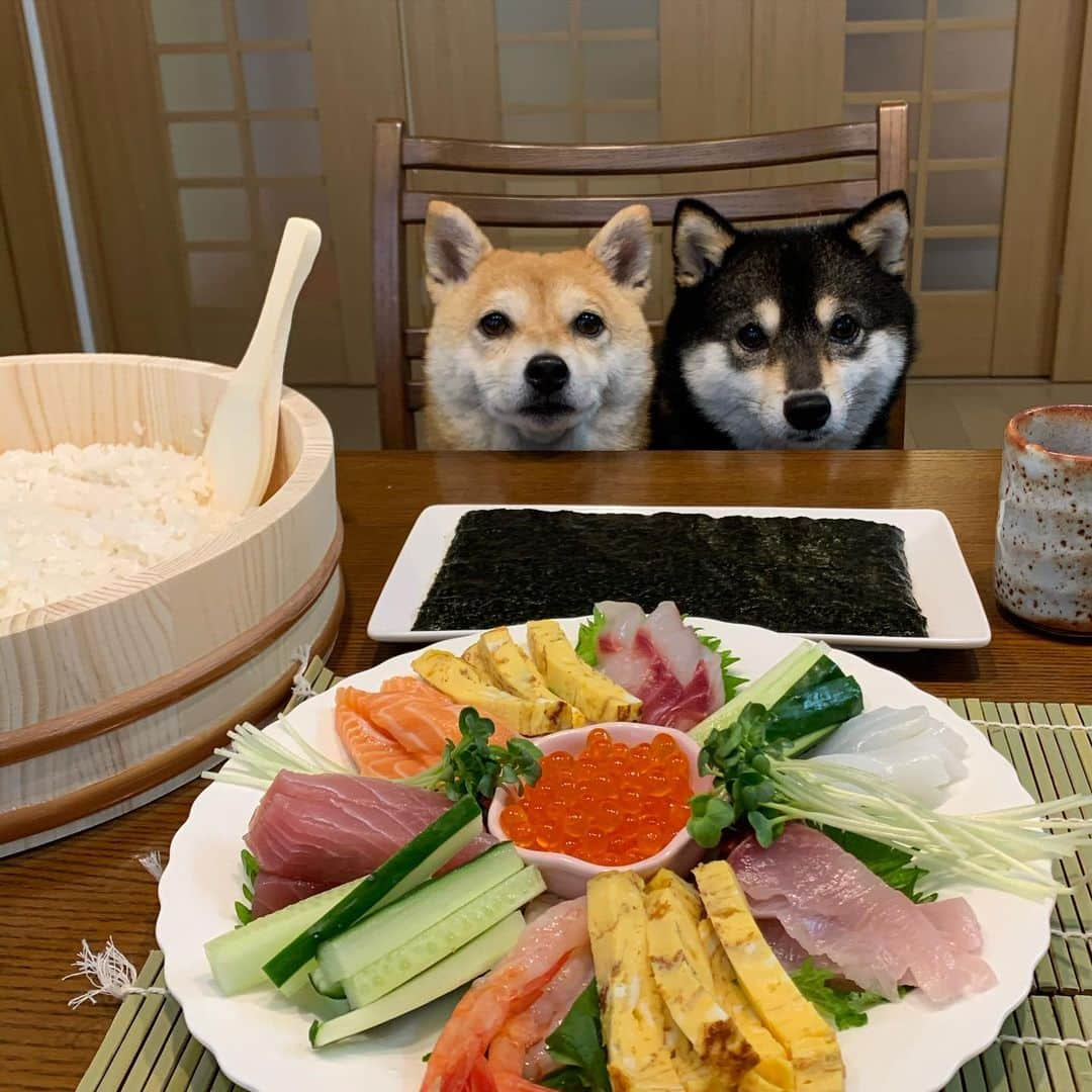 豆柴なつ&ふゆさんのインスタグラム写真 - (豆柴なつ&ふゆInstagram)「Hand-rolled sushi for dinner🍣😋❤️❤️ 晩ご飯は手巻き寿司🍣😋❤️❤️ #手巻き寿司#晩ご飯 #dinner #sushi  #美味しい  #dogsofinstagram  #柴犬#shiba #shibainu #shibastagram #shibamania #sweet#豆柴#癒し #仲良し #pecoいぬ部#doglove #dogstagram #dogoftheday #かわいい#instashiba #🐕📷 #ふわもこ部#love#犬#シバフル#instacute #柴#proudshibas #cutepets」5月18日 20時48分 - mameshiba.natsuinu56