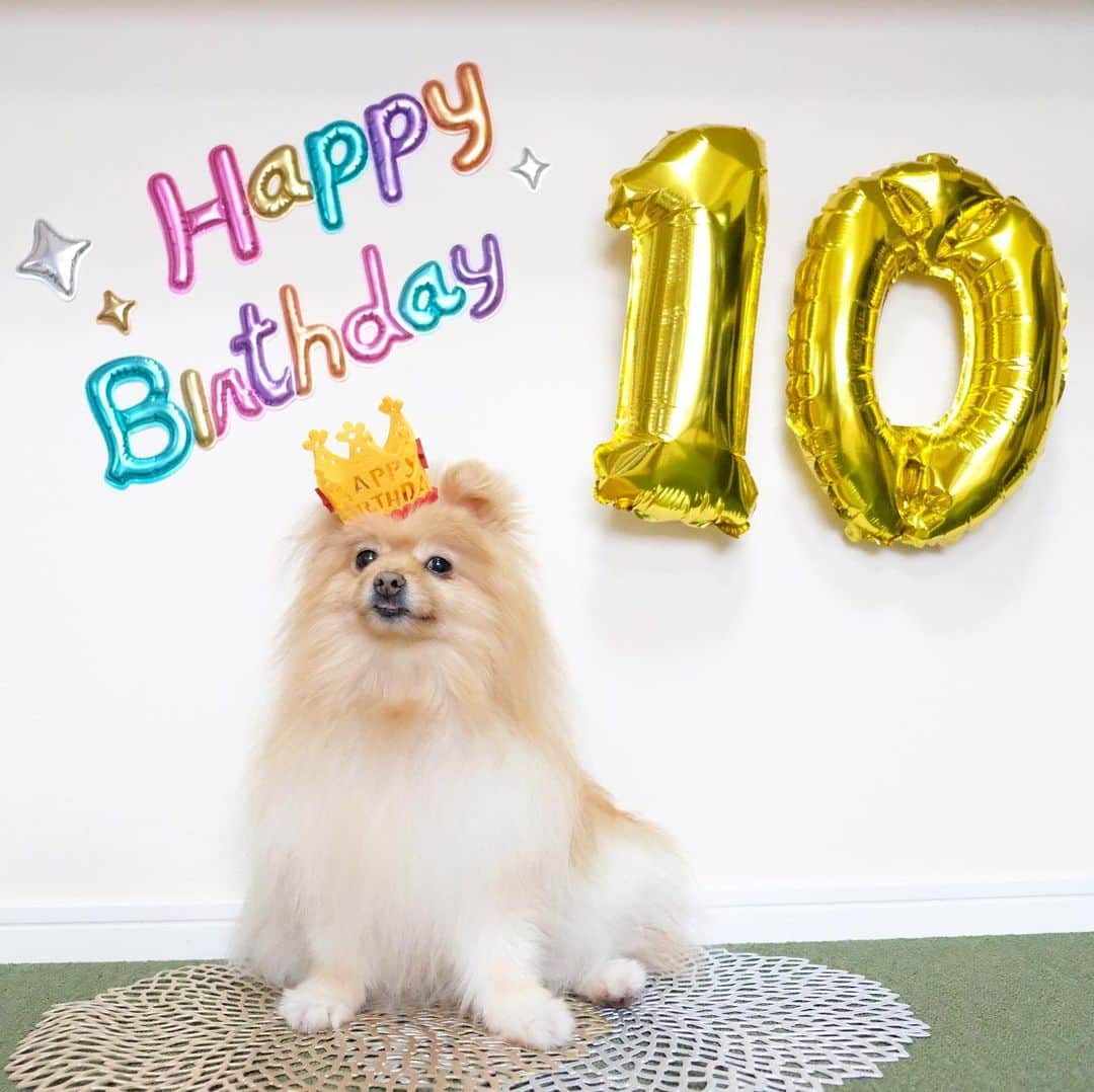 Hanaさんのインスタグラム写真 - (HanaInstagram)「#happybirthday#ハピバ #お誕生日おめでとう １０歳になりました🐶💓 * 🎉🎂🍖 * * ブログ更新しました♪ http://kedamakyoudai.blog.jp/ #Pomeranian#pom#pompom#pomstagram#pets#dogs#doglover#dogsofinstagram#dogstagram#Japan#Kawaii#fluffydog#ポメラニアン#犬#いぬら部#pecoいぬ部#포메라니안#もふもふ#ふわもこ部#cute#cutedog#funny#funnydog#いぬのきもち#犬と猫#ライブドアインスタブロガー」5月18日 20時46分 - mofu2family