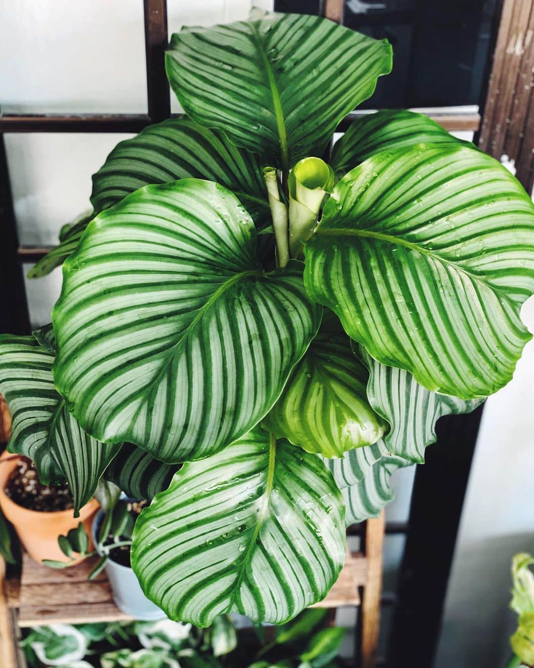 鄭碧瑩のインスタグラム：「One week in and he’s already flexing. Thanks @terrascapesllp for this gorgeous one. . . . .  #plantstagram #plantsofinstagram #houseplants #plantsmakepeoplehappy #botanical #instaplants #plants #foliage #leaf #plantflife #springintoplants #plantlady #plantpotters #crazyplantlady #houseplantclub #helloplantlover #plantshelfie #houseplantsofinstagram #houseofplantlovers #junglecollective #vsco #vscogram #vscocam #vscogrid #vscoplants #supportsmallbusiness #supportlocal #calathea #calatheaorbifolia #urbanjunglebloggers」