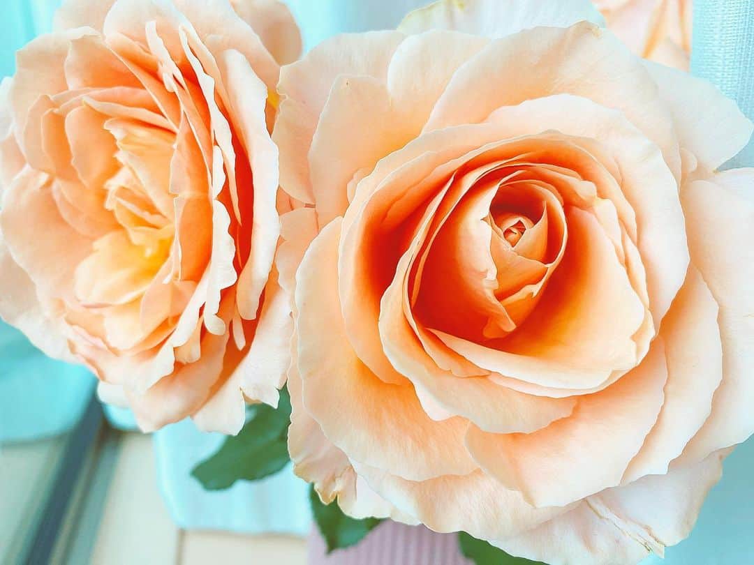 伊瀬茉莉也さんのインスタグラム写真 - (伊瀬茉莉也Instagram)「🦩 * 先週の木曜に買ったお花が満開になりました(^o^) 今回はサーモンピンクの薔薇。 淡い色でとても可愛いです♡ * おうち時間をもっと楽しむために？ 新しいパジャマも買いました！ サテン生地のツルツルンなパジャマです。 今度お披露目しますね(^-^)♡ * #20200518  #お花のある暮らし  #お花 #flowers  #rose #stayhome  #stayhomestaysafe」5月18日 15時50分 - mariya_ise