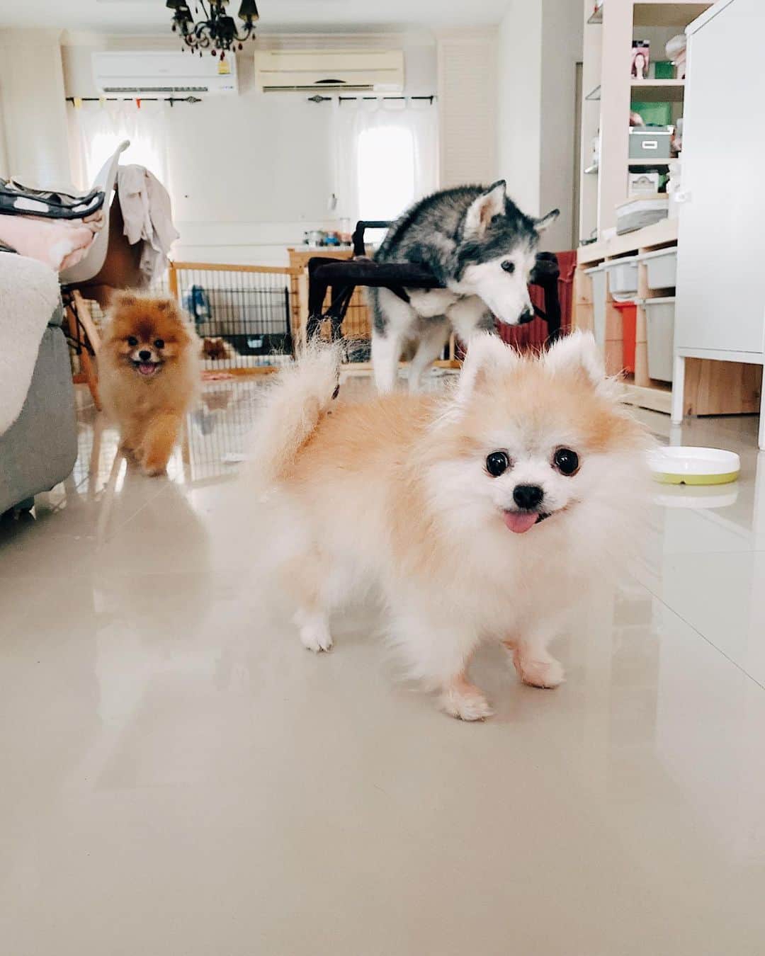 r_oseのインスタグラム：「Trio 🐰🐻🐺 and one at the very far back🦁〰️」