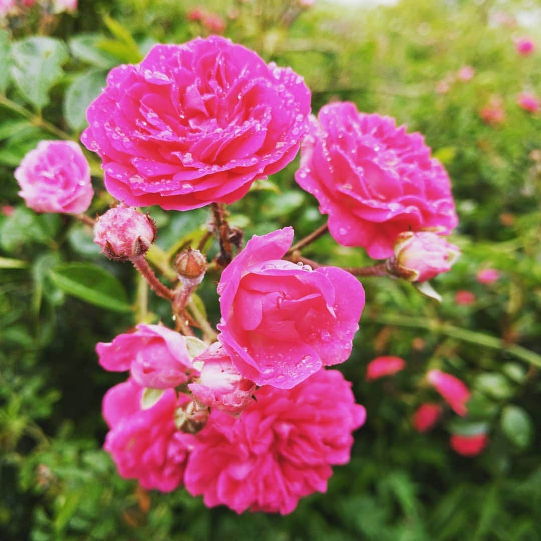 吉村美樹さんのインスタグラム写真 - (吉村美樹Instagram)「雨上がりに、禅寺丸のお散歩🌹近所の畑の薔薇がみごとに満開です。無人販売でたまにお野菜を買わせて頂いています☺そろそろ娘の大好きなキュウリ🥒がでるかな〜🥒 #薔薇 #バラ #🌹 #無人販売」5月18日 16時22分 - yoshimuramiki0911