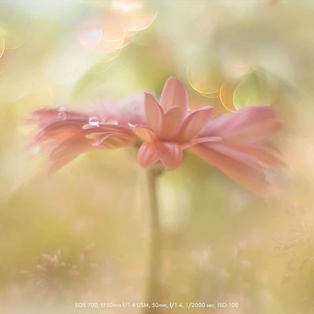 Canon Asiaのインスタグラム：「Shrink yourself into a mini-you to take a trip into the magnificent world of dew, foliage and flowers 🔎🌸 with macro photographer Citra Hernadi (a.k.a Indonesia's Queen Dew), and her series of pastel-fuelled, dream-like photography. . Ready for an itsy-bitsy adventure? . Click on our bio to learn more about @citra_hernadi and her macrophotography work! . #canonasia #photography #explore #macro #flowers #flower #fauna #floral #dew #macrophotography #colours #canon #lens #inspiration #staysafe #stayhome #nature #stayhomewithcanon」