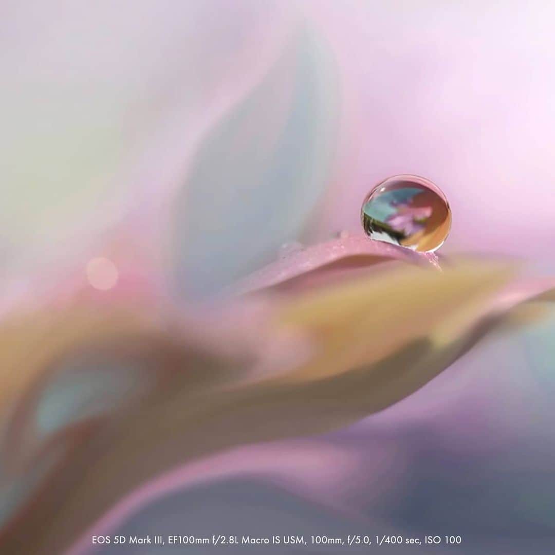 Canon Asiaさんのインスタグラム写真 - (Canon AsiaInstagram)「Shrink yourself into a mini-you to take a trip into the magnificent world of dew, foliage and flowers 🔎🌸 with macro photographer Citra Hernadi (a.k.a Indonesia's Queen Dew), and her series of pastel-fuelled, dream-like photography. . Ready for an itsy-bitsy adventure? . Click on our bio to learn more about @citra_hernadi and her macrophotography work! . #canonasia #photography #explore #macro #flowers #flower #fauna #floral #dew #macrophotography #colours #canon #lens #inspiration #staysafe #stayhome #nature #stayhomewithcanon」5月18日 17時35分 - canonasia