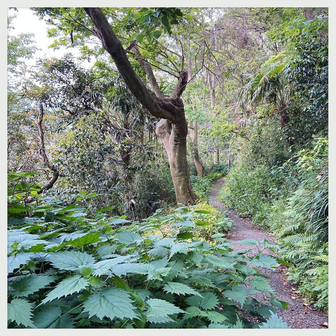 kumikoさんのインスタグラム写真 - (kumikoInstagram)「人のいないとこいないとこ散歩。 山の上の猿に会いに行ったら猿もステイホーム。 残念。。。」5月18日 17時30分 - makudeco
