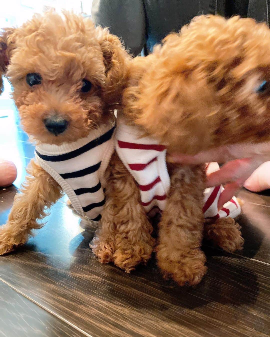 本田紗来さんのインスタグラム写真 - (本田紗来Instagram)「「ルルロロ」 🐶先輩方🐶の小さい頃の服をいただいたそうです。 あと1週間で2ヶ月🙌 いっぱい食べて飲んで大きくなろうね💚  あ、あのお恥ずかしながら飼い主様（さら）着用の青いTシャツなんですけど、真凜様からおさがりいただきました＼(^^)／」5月18日 18時14分 - sara_honda0404