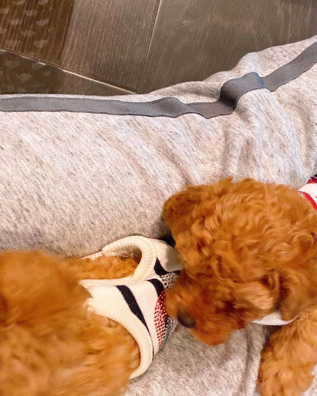 本田紗来さんのインスタグラム写真 - (本田紗来Instagram)「「ルルロロ」 🐶先輩方🐶の小さい頃の服をいただいたそうです。 あと1週間で2ヶ月🙌 いっぱい食べて飲んで大きくなろうね💚  あ、あのお恥ずかしながら飼い主様（さら）着用の青いTシャツなんですけど、真凜様からおさがりいただきました＼(^^)／」5月18日 18時14分 - sara_honda0404