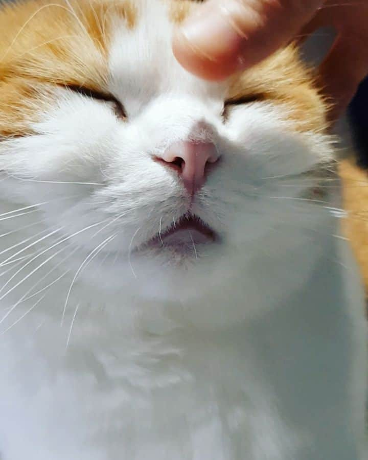 Nana _The Scottish Foldのインスタグラム：「Never say no to a little nose rub . 단골 코 마사지손님🙆‍♀️ . . #고양이 #猫 #ねこ #スコ #cat #cats #catstagram #catsofinstagram #instagramcats #instacat #bestmeow #catoftheday #catsofworld #catsloversworld #catsofday #냥스타그램 #냥이 #caturday #gatos #cats_of_instagram #ilovemycat #catselfie #kittensofinstagram #kittens #catsdaily #귀여움」