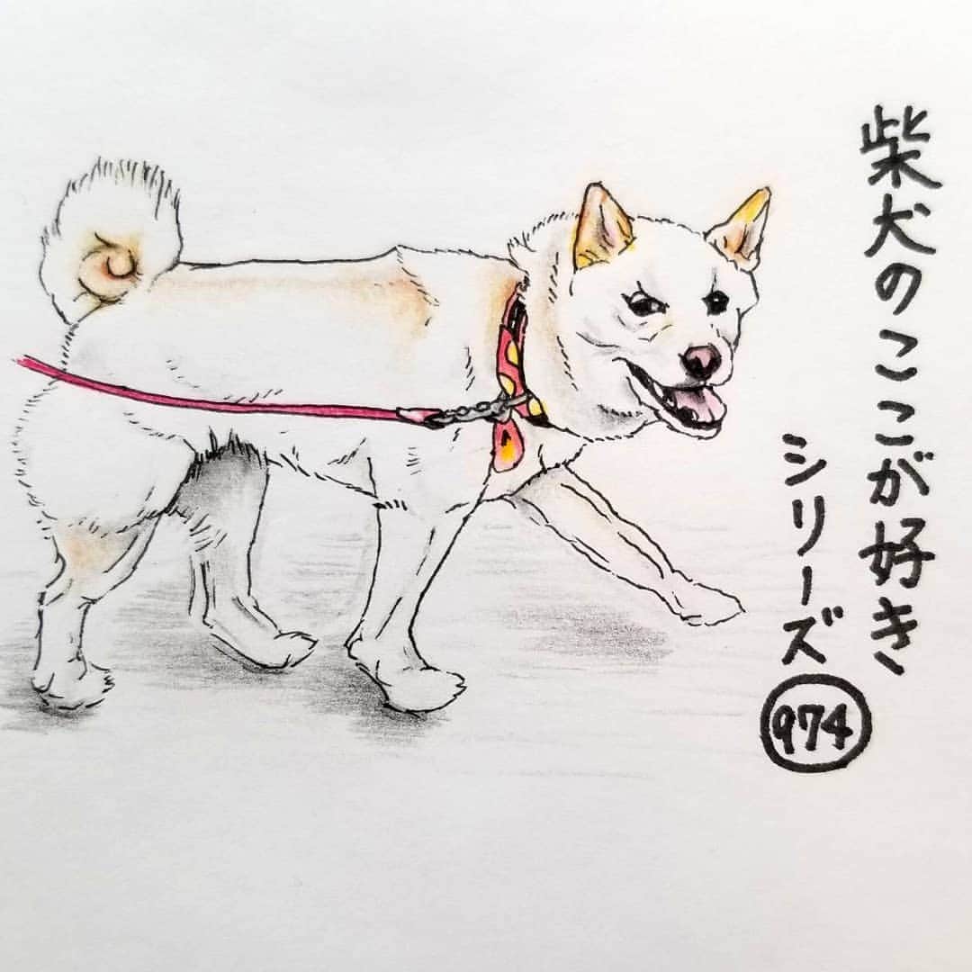 ハナとソラさんのインスタグラム写真 - (ハナとソラInstagram)「* #ここ柴部 『柴犬のここが好きシリーズ974』 お散歩中にこっちばかり見ているので ｢前向いて歩かないとあぶないよー｣ と、言いたくなるとこ。  アイコンタクトとってくれるのは すごく嬉しいんだけどね😆 * モデルは @cocoinu さんとこのココちゃんです💕 * #柴犬のここが好き #favoritepartsofshibainu #illustration #drawing #dogart #illustgram #shibastagram #shibainu #colorpencil #shiroshiba #柴犬 #イラスト #いらすとぐらむ #しばすたぐらむ #白柴 #しろしば #色鉛筆 #柴公園イラスト」5月18日 18時28分 - nsdikm_hanasora