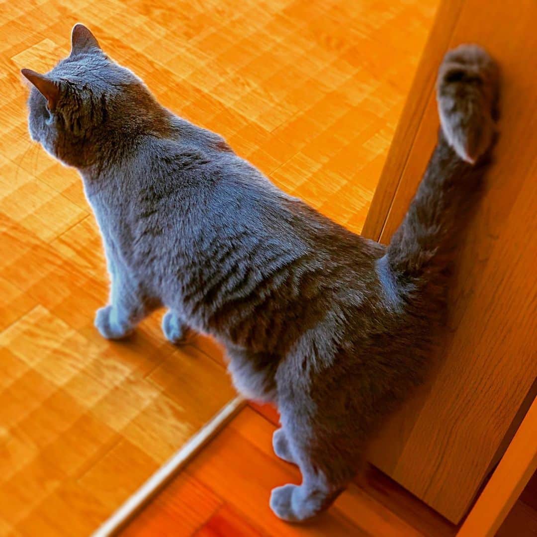 チキン南蛮カレーのルウ王子のグルメインスタ