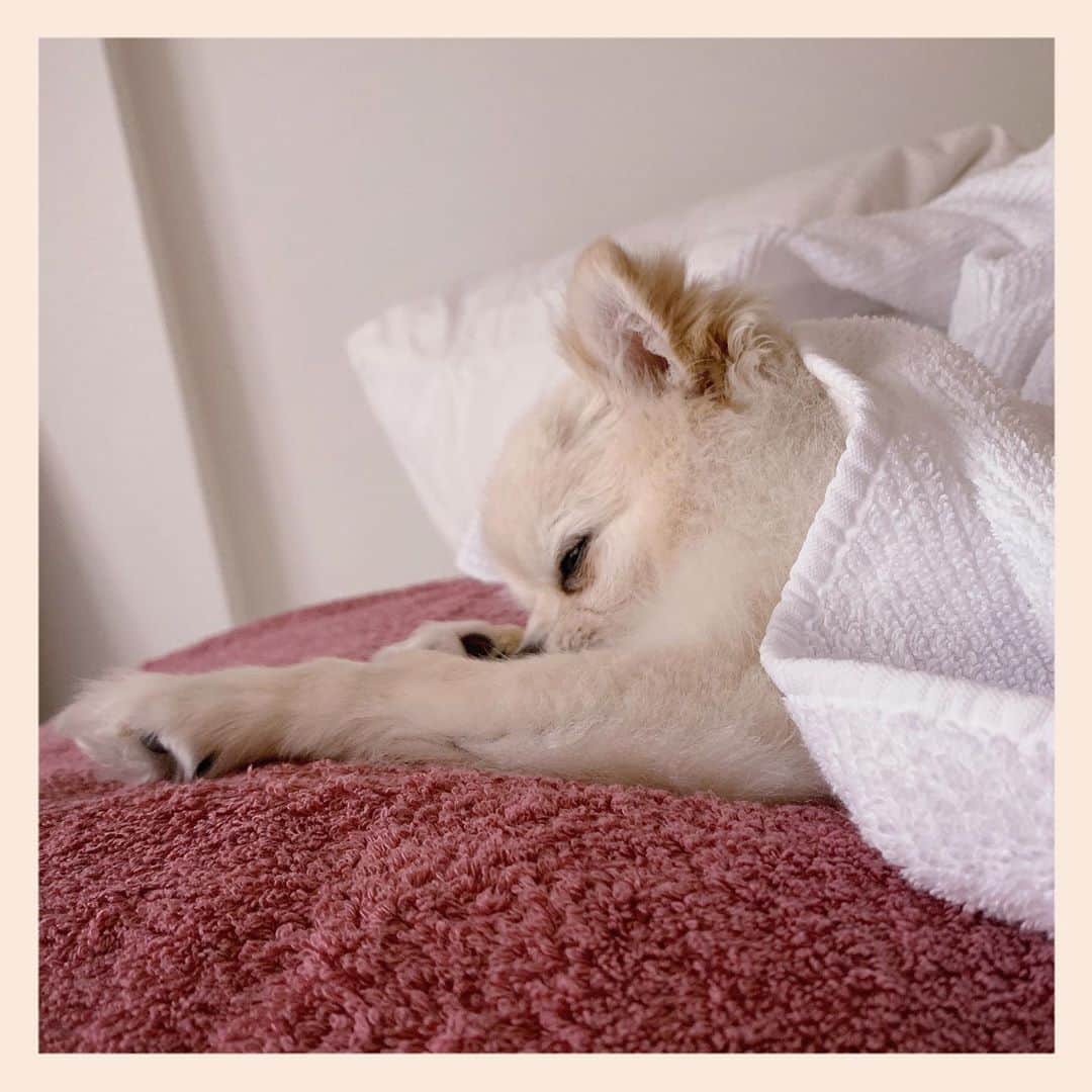 井口裕香さんのインスタグラム写真 - (井口裕香Instagram)「🥱💭 さすちんおつかれのご様子。 久しぶりの病院はどきどきだったんだねぇ。よくがんばった！えらいぞ〜！ ゆっくり寝んねこねこよ〜。 #そこはわたしの布団でまくらなんですけどもね☺️ #ベッドのど真ん中で寝るいぬ #最高 #だいすき」5月18日 18時57分 - ooo31_iguchiyuka_31ooo
