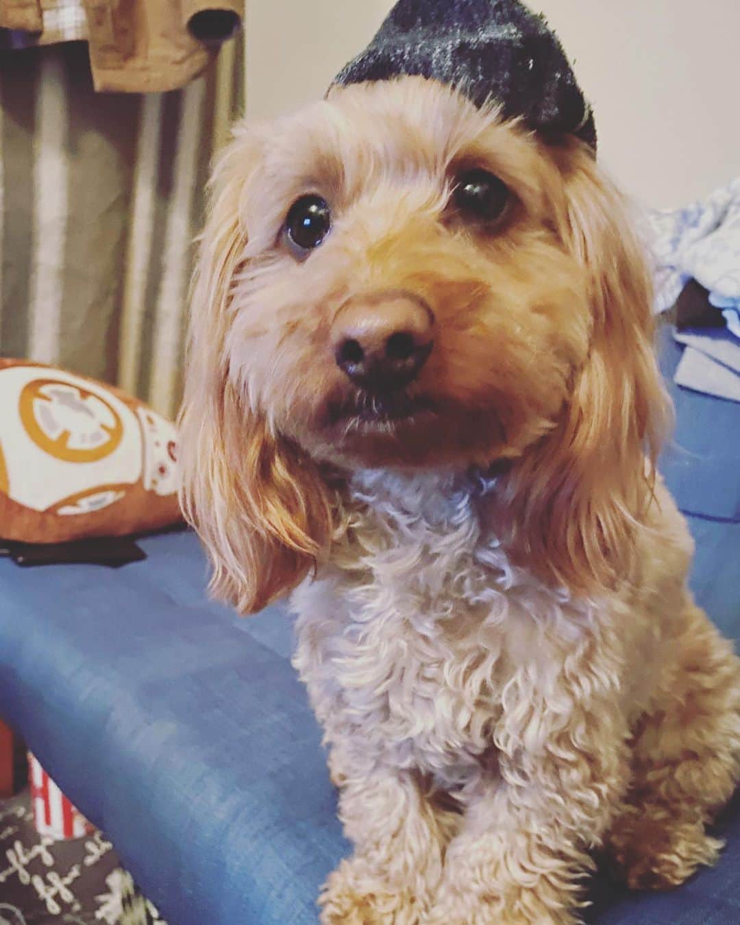 のインスタグラム：「元気にしてるかしら #茶子 #ダップー #頭に乗ってるのは靴下」