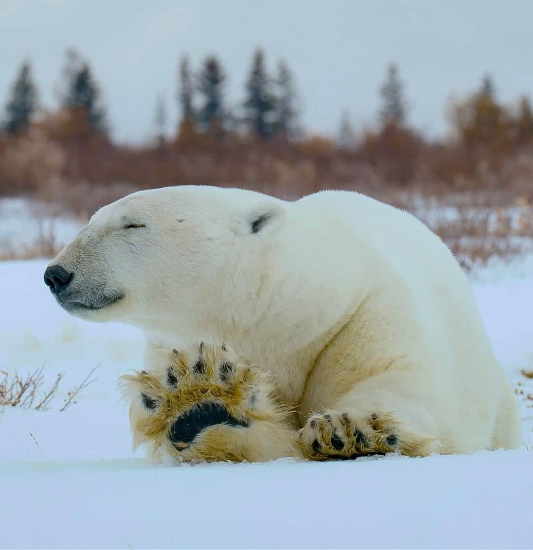 National Geographic Travelさんのインスタグラム写真 - (National Geographic TravelInstagram)「Photo by @bertiegregory | Male polar bears can weigh more than 700 kilograms (1,543 pounds). This presents a potential problem when hunting seals on thin ice. Their solution: massive paws. Their paws can be 12 inches wide, spreading their weight. Their rough foot pads and short, sharp claws also give them extra traction. Follow @bertiegregory for more wildlife adventures. #wildlife #animals #snow #bear #polarbear」5月19日 5時06分 - natgeotravel