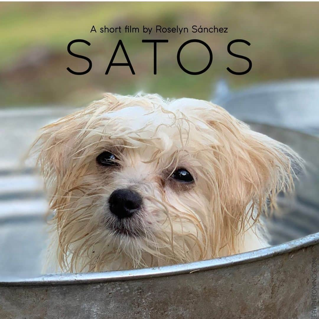 ロゼリン・サンチェスさんのインスタグラム写真 - (ロゼリン・サンチェスInstagram)「Será una noche muy especial... la familia de @satosfilm está de celebración! El jueves 4 de junio podrán disfrutar de nuestro hermoso cortometraje por televisión en Puerto Rico.  Pendiente a más información en las próximas semanas ⭐️ 🇵🇷🐶」5月19日 5時05分 - roselyn_sanchez